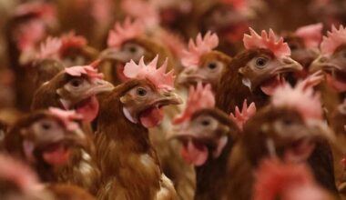 Third outbreak of highly contagious bird flu confirmed in Irish turkey flock