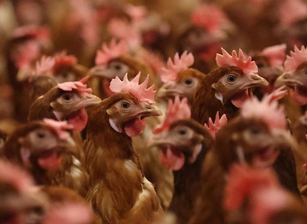 Third outbreak of highly contagious bird flu confirmed in Irish turkey flock