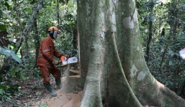 The World Has a Decade to Save Biggest Tropical Carbon Sink