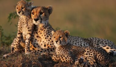 5 Awesome Wildlife Safaris For The Bucket List Holiday Travel Gift