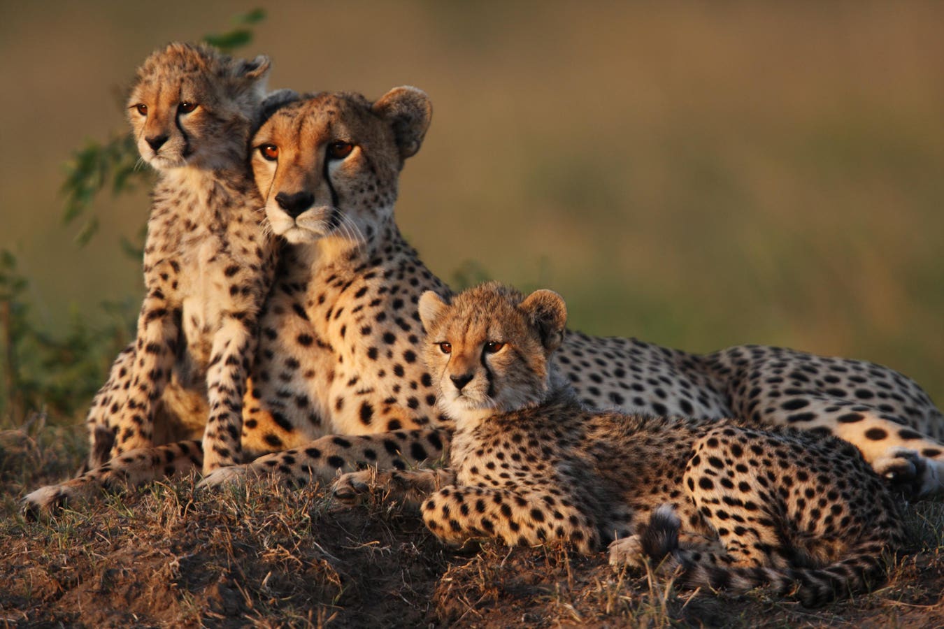 5 Awesome Wildlife Safaris For The Bucket List Holiday Travel Gift