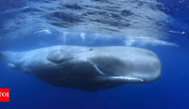 Unlocking cancer’s secrets: Why whale DNA holds the key; scientists reveal |