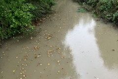 ‘Constant panic’ in Courtown as pollution issues in river attributed to nearby sewage plant