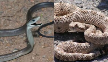 Black mamba vs Sidewinder: Which deadly snake really holds the title of ‘fastest snake’; their venom, speed, and size revealed |