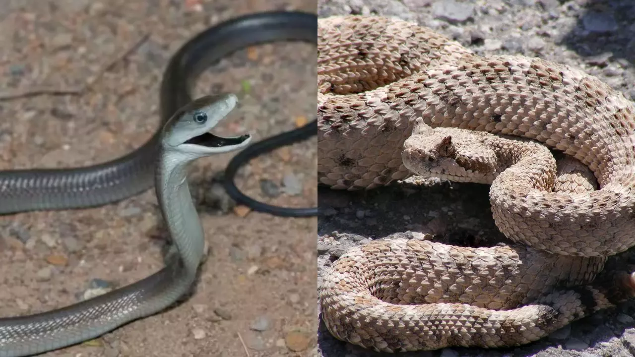 Black mamba vs Sidewinder: Which deadly snake really holds the title of ‘fastest snake’; their venom, speed, and size revealed |