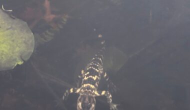 Small alligator rescued in Boston after slithering…