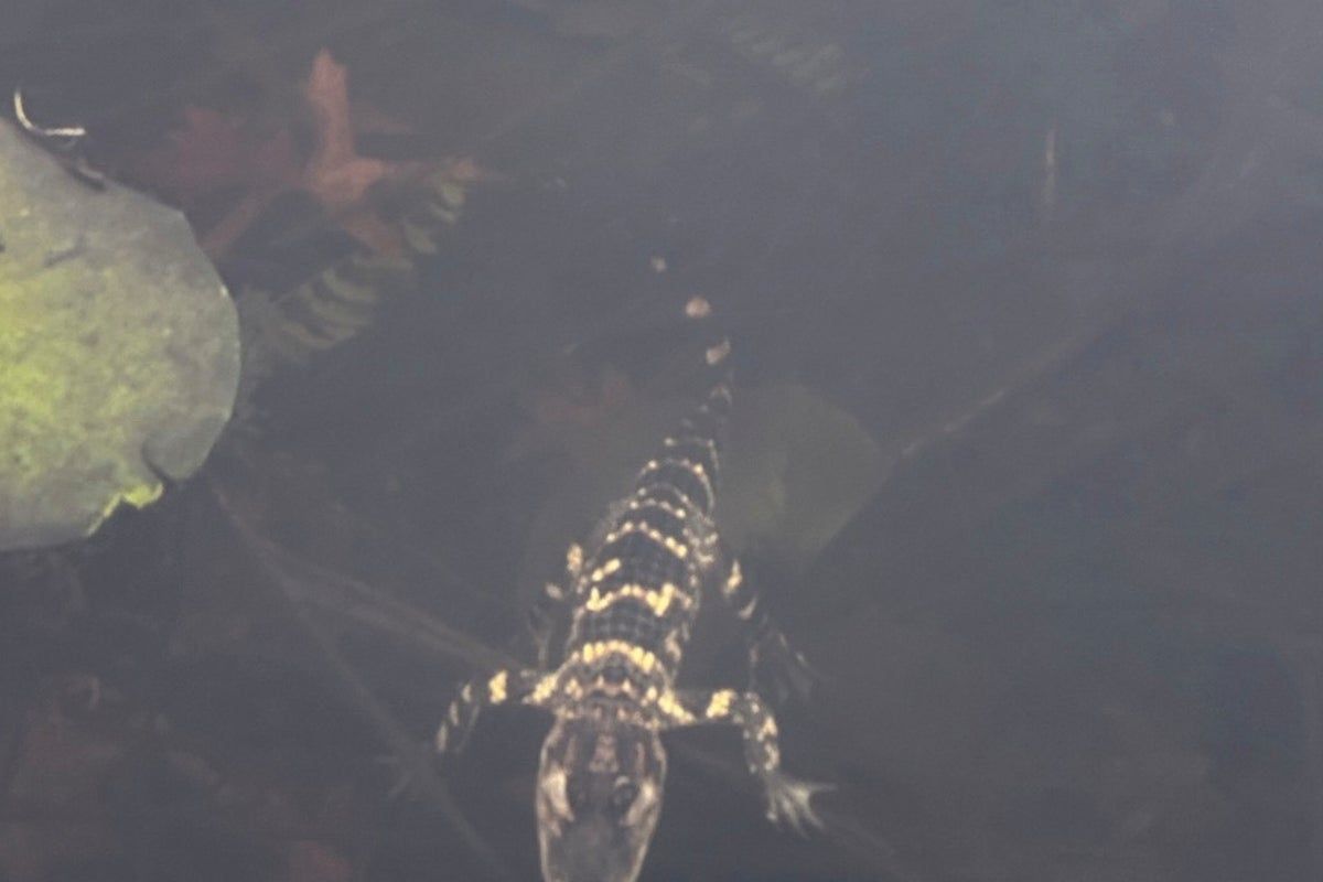 Small alligator rescued in Boston after slithering…