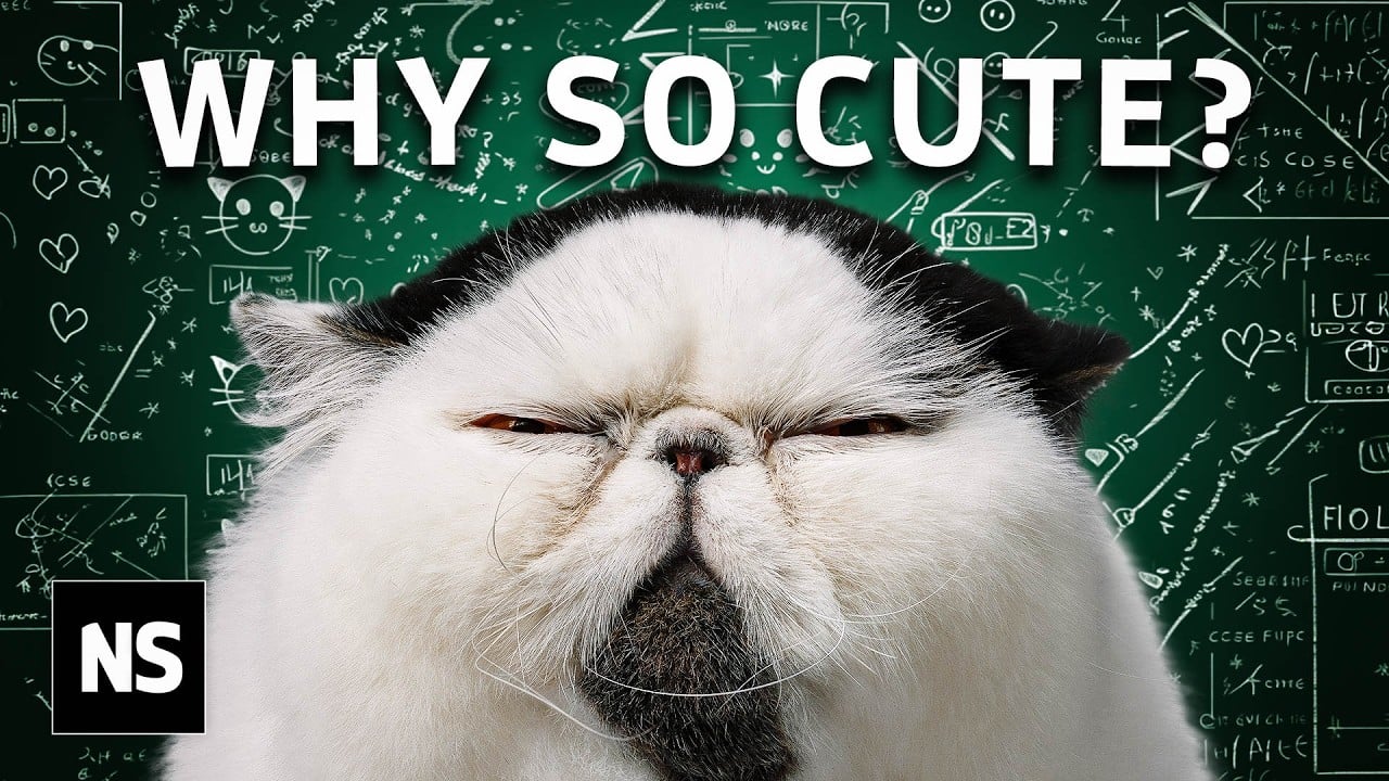 Photographer Uses Science to Explain Why Humans Think Cats Are Cute