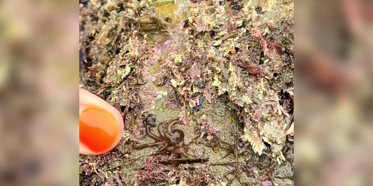 Tour Guide Picks Up Beach Rock And 'Little Brown Blob' Crawls Onto Her Hand