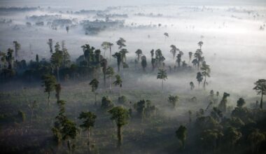 Europe’s Deforestation Deadlock Puts Business Credibility On The Line