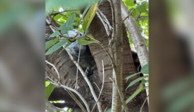 Rescuers Climb Tree To Save Desperate Animal With Peanut Butter Jar Stuck On Head