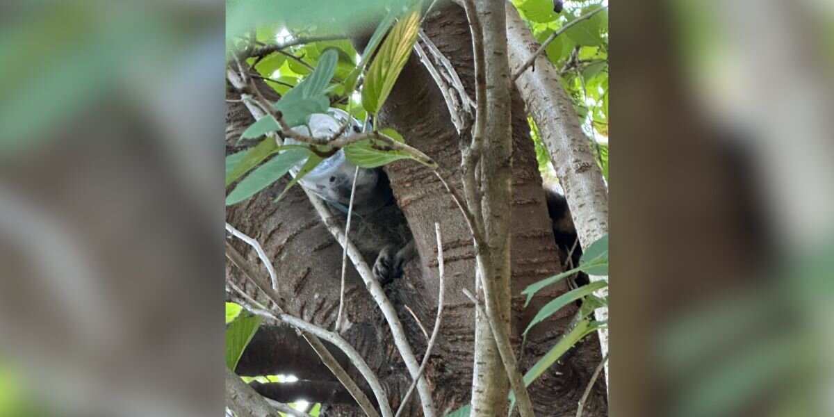 Rescuers Climb Tree To Save Desperate Animal With Peanut Butter Jar Stuck On Head