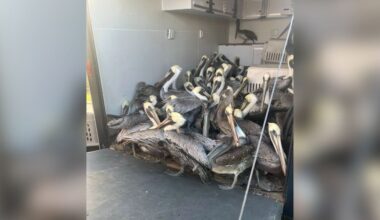 Hundreds Of Injured Pelicans Wait For Help After Tiny Island Is Hit By Hail Storm