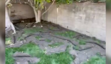 Couple Wakes Up To Find Their Grass Destroyed Each Morning, So They Install Cameras