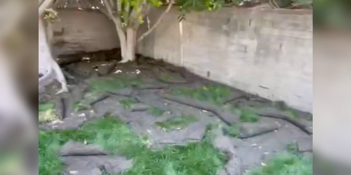 Couple Wakes Up To Find Their Grass Destroyed Each Morning, So They Install Cameras