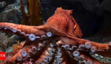 Meet the massive giant Pacific octopus that grows nearly 10 metres and hunts at night |