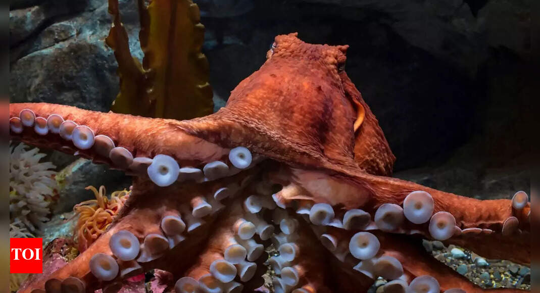 Meet the massive giant Pacific octopus that grows nearly 10 metres and hunts at night |