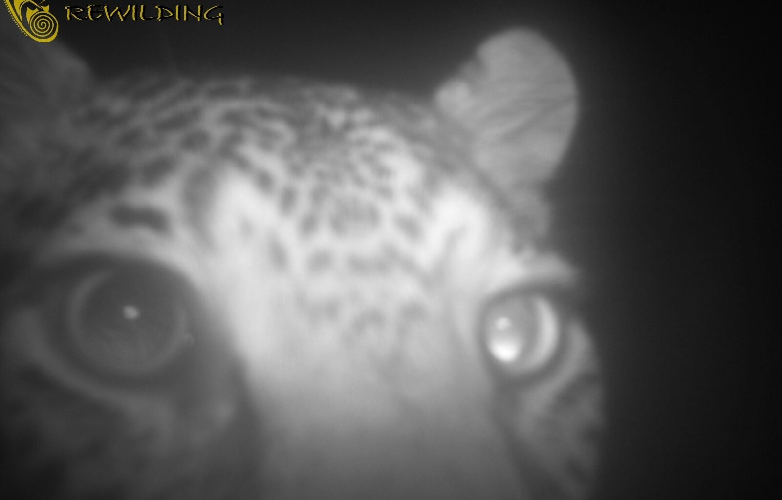 Leopard spotted along the Cape coast, the first seen in 170 years!