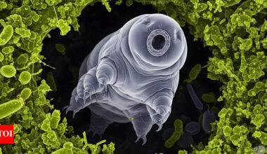 7 animals that are extremely hard to kill |