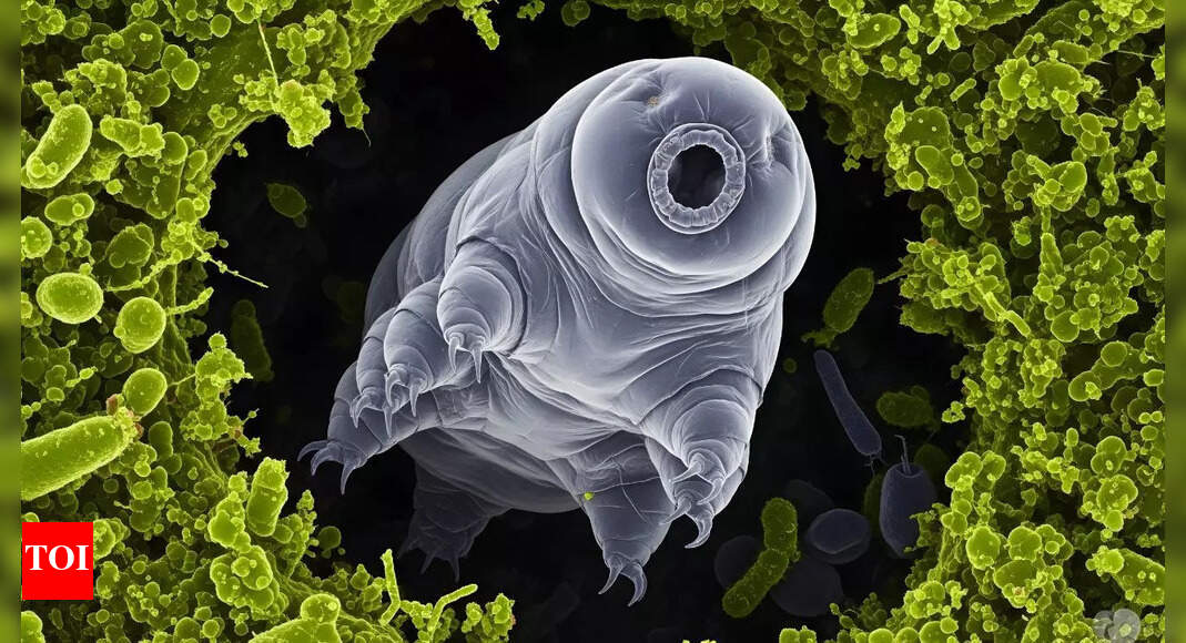 7 animals that are extremely hard to kill |