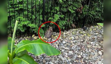Rescuers Trap Soaking Wet Owl — Then Realize He Has Something Around His Neck
