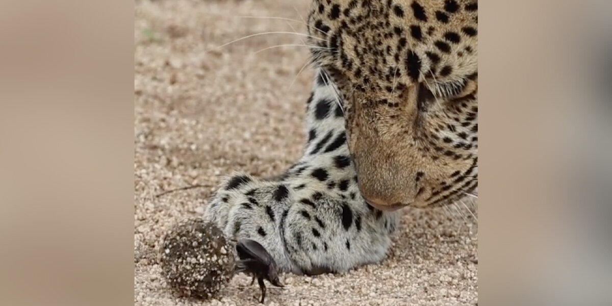 Wildlife Photographer Captures Magical Moment Leopard Meets A Dung Beetle
