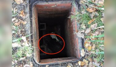 Pedestrians Pass By Open Manhole And Realize There's Someone Wild Trapped Inside
