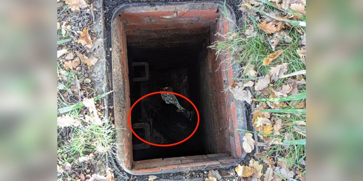 Pedestrians Pass By Open Manhole And Realize There's Someone Wild Trapped Inside
