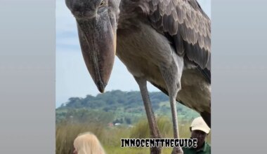 Giant shoebill that greeted tourists in Africa has razor-sharp beak