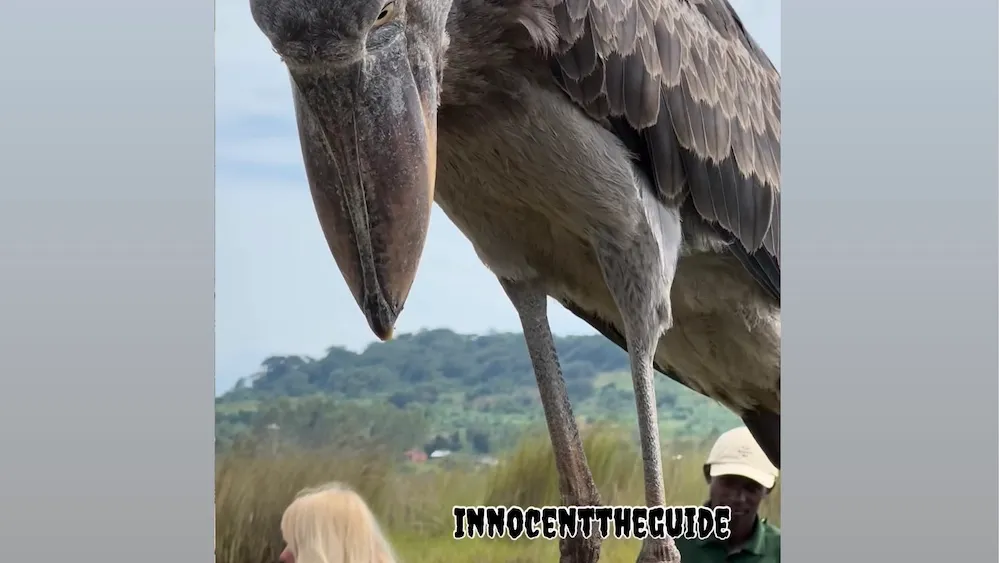Giant shoebill that greeted tourists in Africa has razor-sharp beak