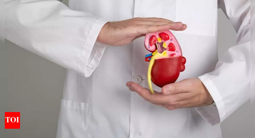 Kidney health: Scientists FINALLY found a ‘simple’ way to reverse kidney damage — when is the cure coming?