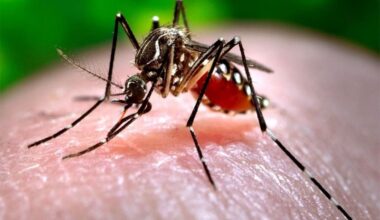 Pakistan: Toll rises to 36 as three more dengue-related deaths reported in Sindh