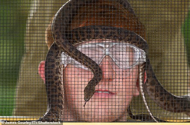 STRICT EMBARGO - NOT FOR USE BEFORE 20:00 GMT, 15 Nov 2025 - EDITORIAL USE ONLY Mandatory Credit: Photo by James Gourley/ITV/Shutterstock (15810838ab) Angry Ginge 'I'm a Celebrity... Get Me Out of Here!' TV show, Series 25, Show 1, Australia - 16 Nov 2025