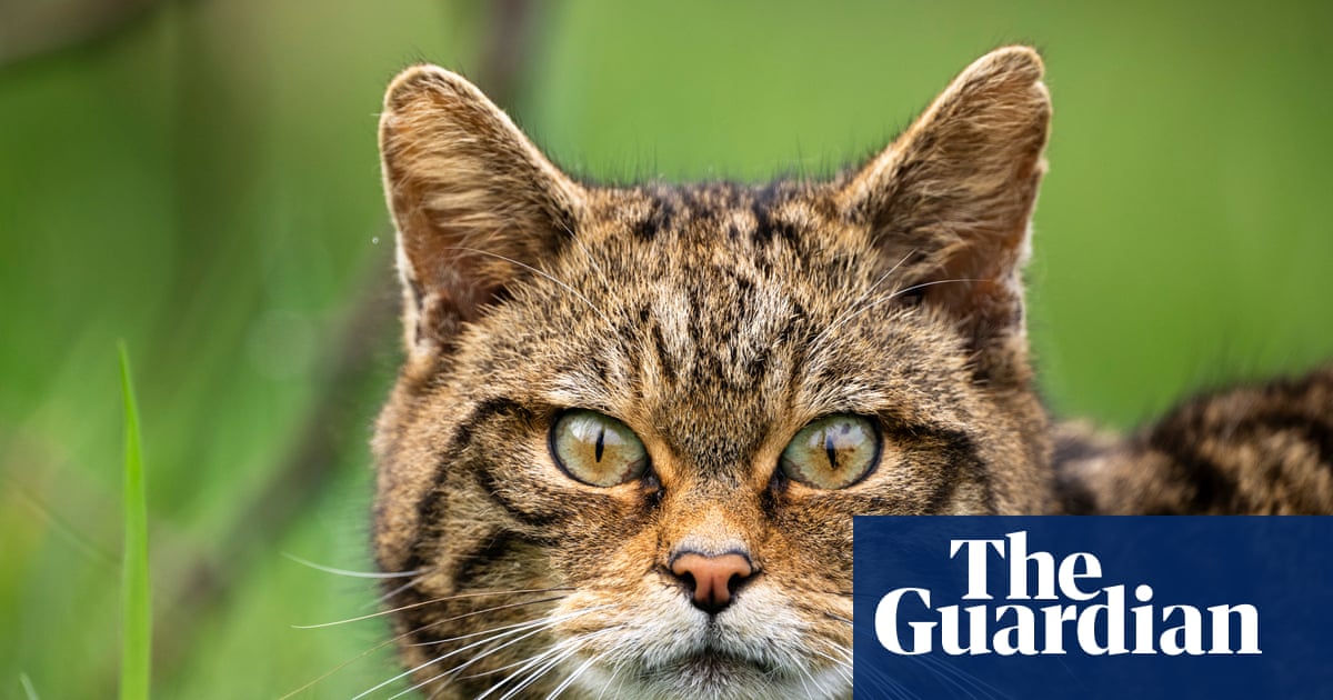European wildcats could be seen again in England for first time in 100 years | Wildlife