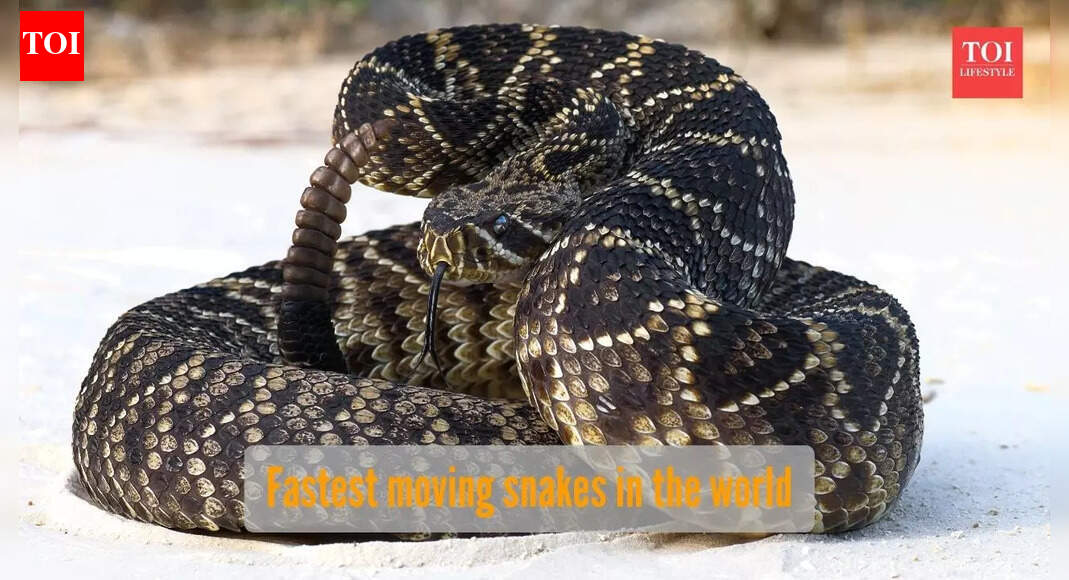 ​5 most swiftly moving snakes in the world​