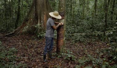 Exclusive | Brazil and WWF to Expand World’s Largest Forest Conservation Project