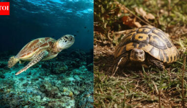 Turtles vs. tortoises: Difference in appearance, habitat, features and more |