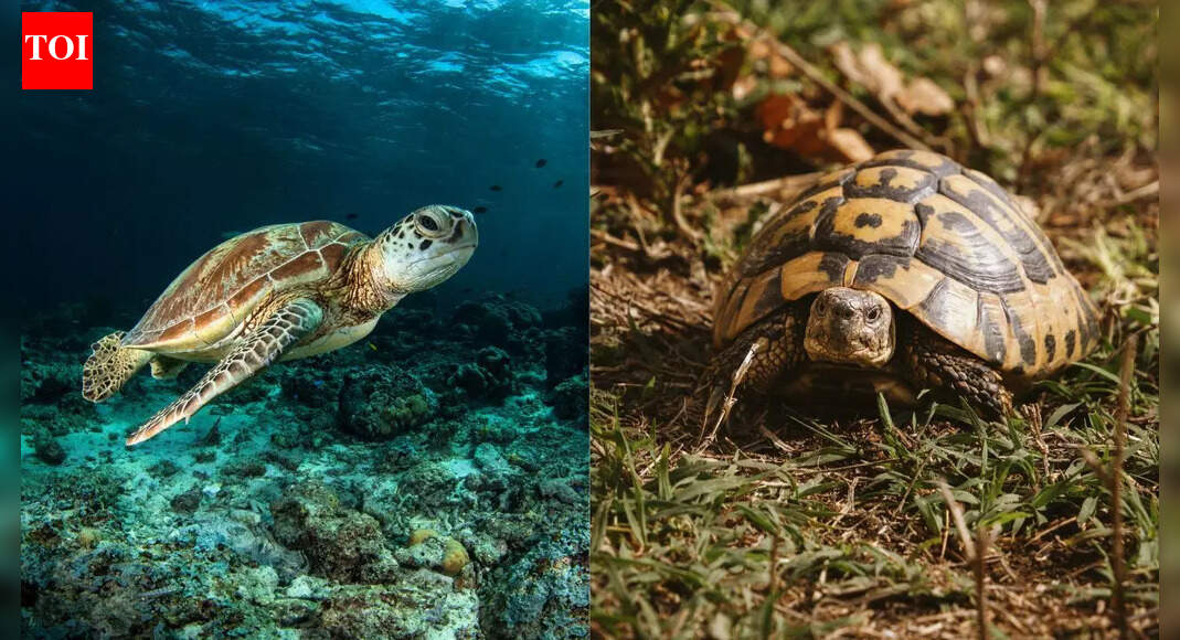 Turtles vs. tortoises: Difference in appearance, habitat, features and more |