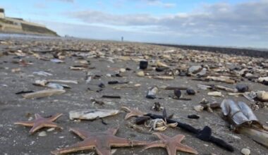Starfish wash ashore on Meath beach - ‘It seemed to be thousands’
