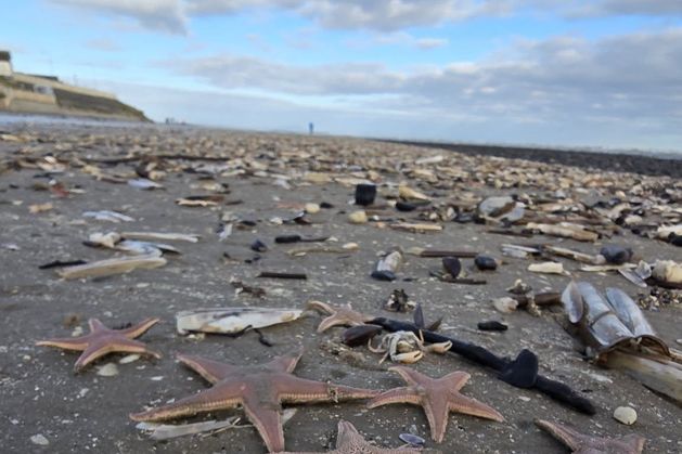 Starfish wash ashore on Meath beach - ‘It seemed to be thousands’