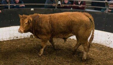 Quality still making big money in the west as mart prices drop elsewhere