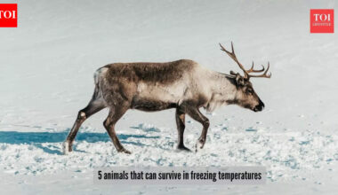 ​5 animals that can survivein extremely cold temperatures​