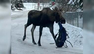 Moose Stumbles Through Town Dragging A Bizarre Object From His Antlers