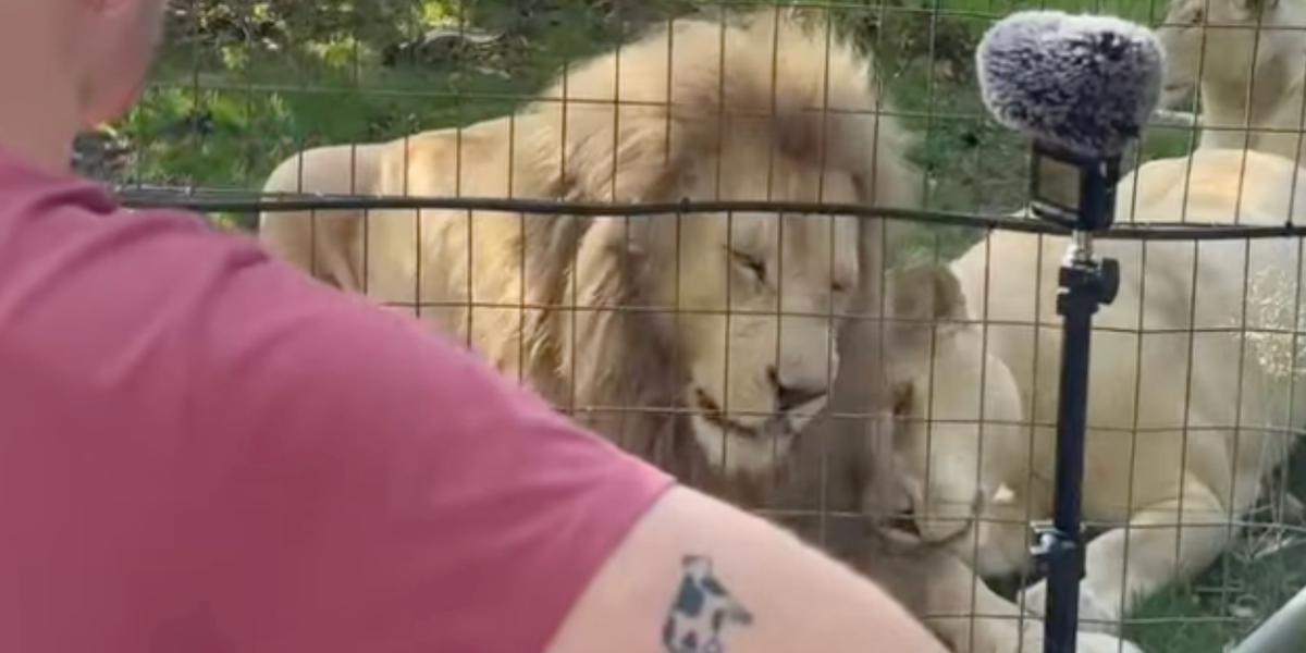 Three lions have the most beautiful reaction to a man singing a Guns N' Roses song to them