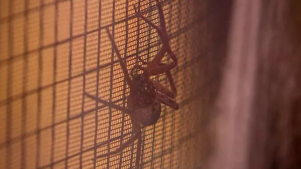 huntsman spider on im a celeb