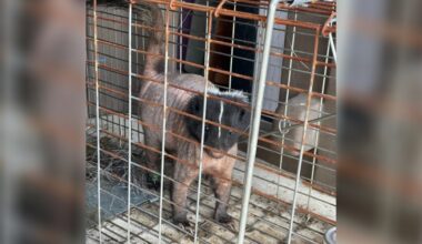 Naked Skunk Shows Up At Rescue Center All On His Own Asking For Help