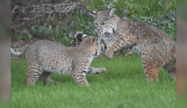 'Beautiful' Wild Cat Mama And Baby Turn Backyard Into Their Personal Playground