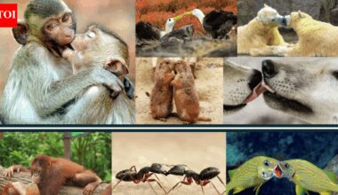 We stole our smooch from apes from 21mn years ago | India News