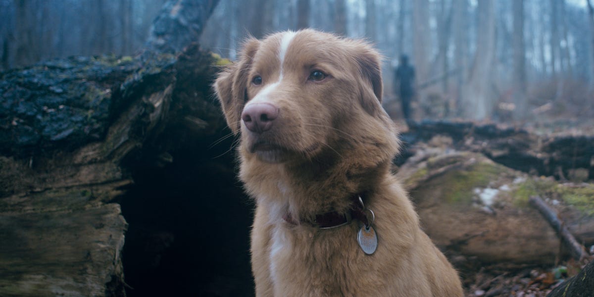 Brilliant horror Good Boy that's "a tough watch for dog lovers" gets new UK streaming home