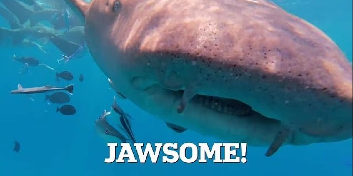 Shark "swallows" diver's camera in Maldives waters